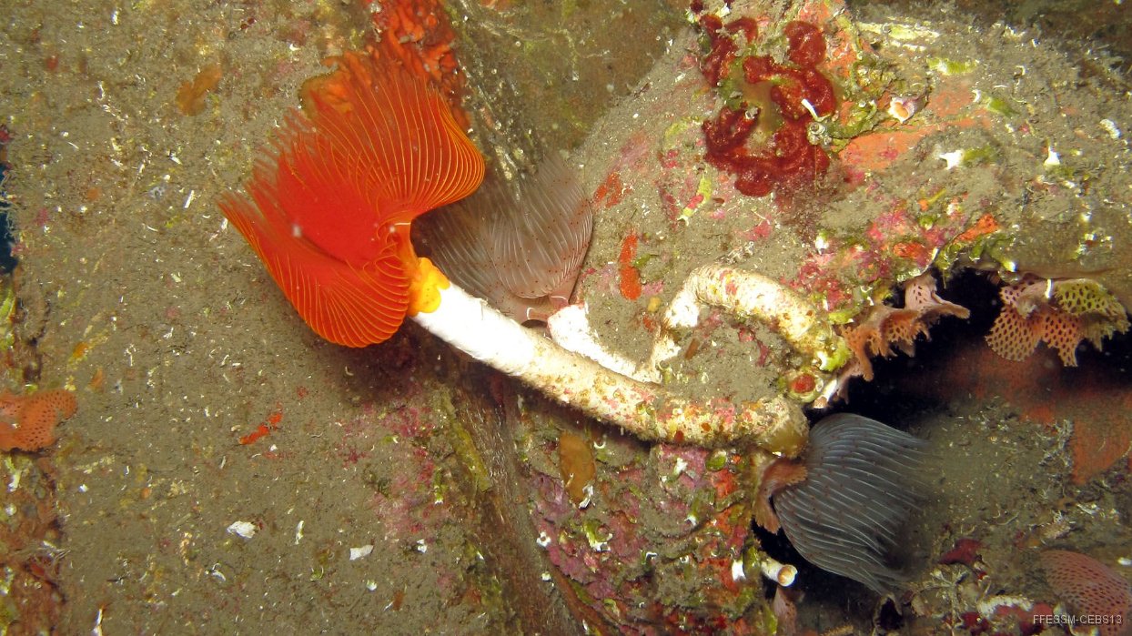 040 Protule (Protula sp).JPG - Protule (Protula sp) : Grande taille, une partie du tube est libre, pas d'opercule